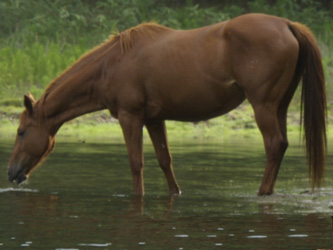 horse drinking from stream