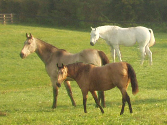 group of horses