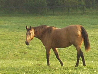 horse in pasture