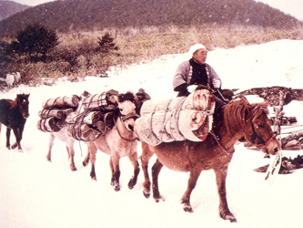 Japanese horses in winter