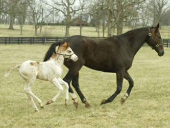 Mare and foal